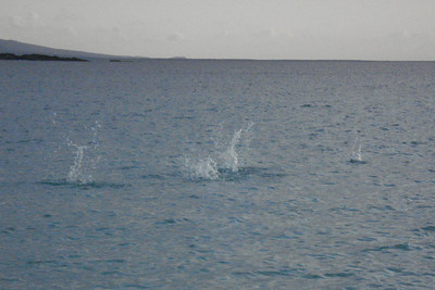 blue-footed boobies were diving into the water, Clay's timing was't so good at first