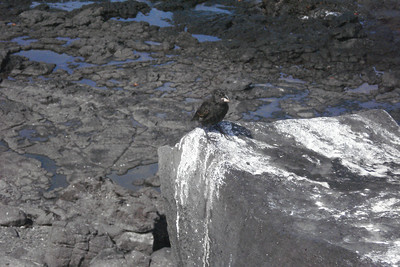 one of the Darwin finches, possibly a cactus finch