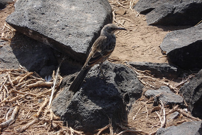 a Galapagos mockingbird