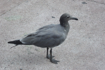 a rare lava gull hanging out on the dock in Santa Cruz
