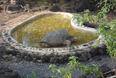 Lonesome George, the only surviving giant tortoise from Pinta Island