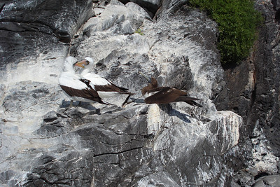 a Nazca boobie family, the chick is bigger than the parents