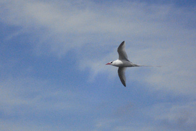 a red-billed tropicbird