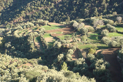 farming the mountains with terraced fields