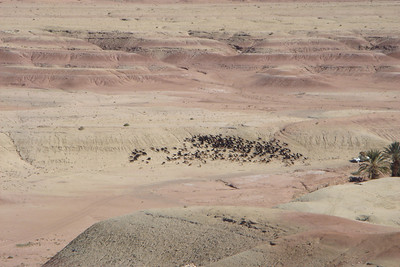 nomads herding sheep and goats