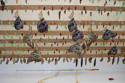 newly hatched butterflies, note the amniotic fluid on the shelf