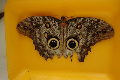 the owl eye butterfly