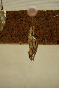 a chrysalis disguised as a water drop
