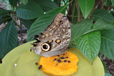 notice how the top of the wings look like a snake's head