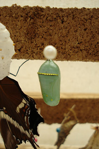 a monarch chrysalis