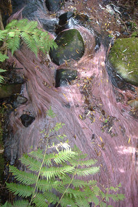 pink willow tree roots flowing in a stream