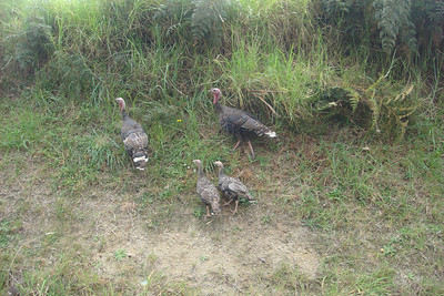 some wild turkeys by the road