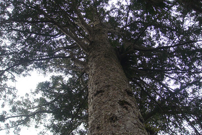 next stop was a kauri grove