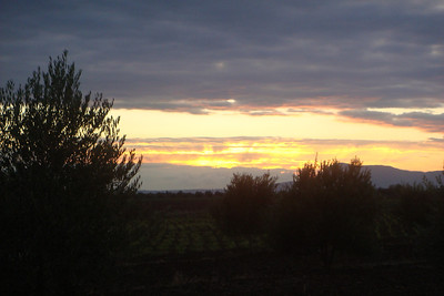 the sun setting over the olive trees