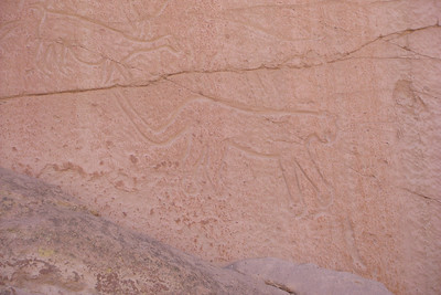 a puma petroglyph