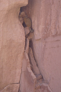 Meredith spotted this viscacha among the rocks