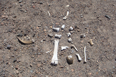 the kids' bone collection