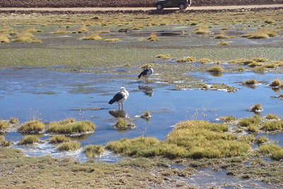 a couple of Andean geese