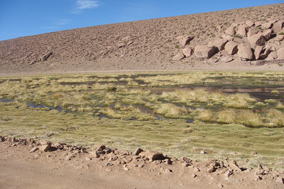 yellow grasses grew whereever there was enough water to sustain them