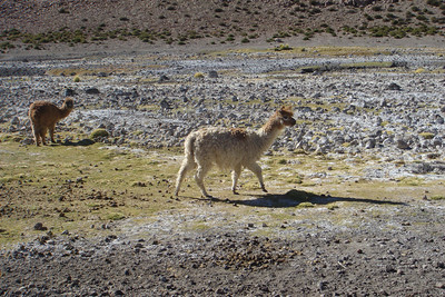 a guanaco, one of the two types of wild American camels