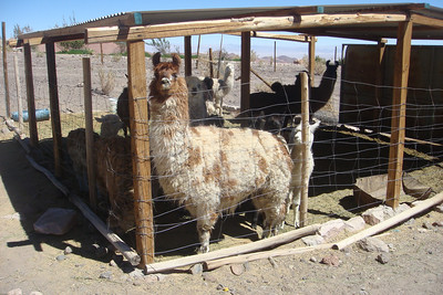 we checked out the llamas in the small town of Talabre