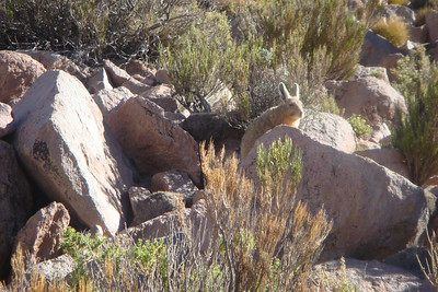 the viscacha, a rabbit-squirrel-wallaby combination