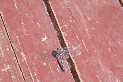 a giant dragonfly