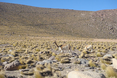 a viscuna, the other type of wild American camel