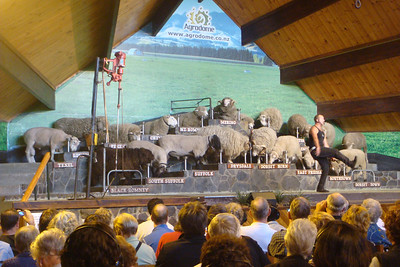 watching the sheep shearing show at the Agrodome