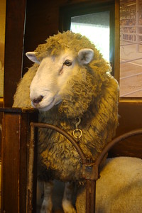 a sheep face in the street