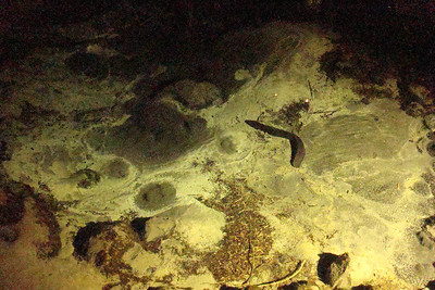 an eel in a spring fed pool