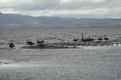 black swans on Lake Rotorua