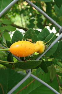 we found an odd fruit, so we took a picture of it