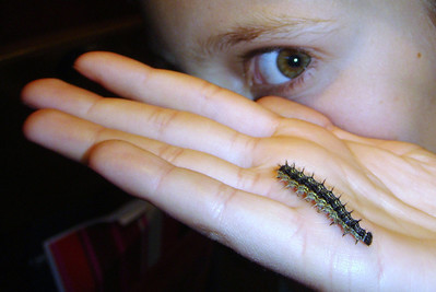 Alayna's little friend Percy