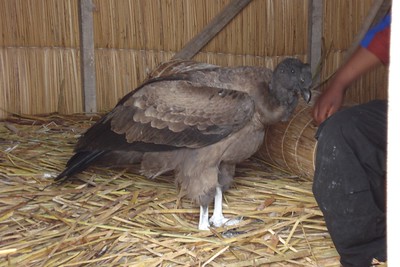 this little condor has been raised by one village since it was a chick