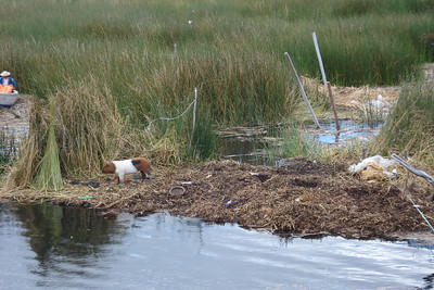 this little pig has an island to himself