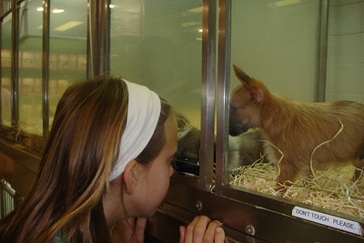 peeking at puppies at the pet stores
