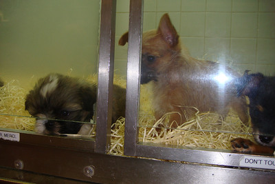 Photo 42