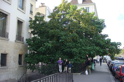 a giant Catalpa tree!