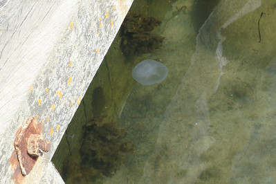 lots of jellyfish floating about