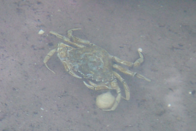 Funen sea life