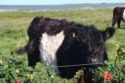 a hairy cow
