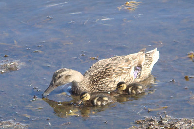 ooooooh, they're sooooo cuuuuuuute!