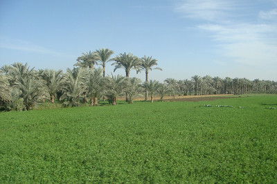 fields of alfalfa