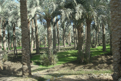 we passed thousands of palm trees on the way from Saqqara to Memphis