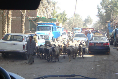 goats parading through the streets of Memphis