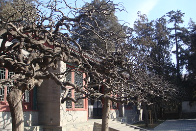 cool trees