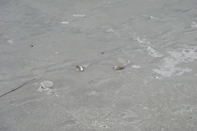 a freshwater clam frozen in the ice