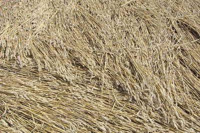 close up of crop circle