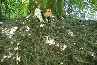 cool roots under some beech trees